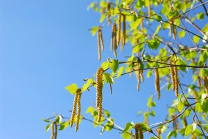 Spring tree